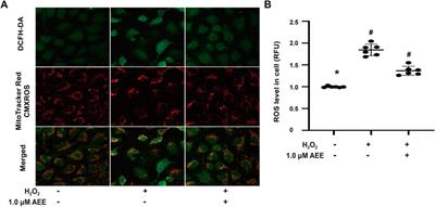 Aspirin Eugenol Ester Protects Vascular Endothelium From Oxidative Injury by the Apoptosis Signal Regulating Kinase-1 Pathway